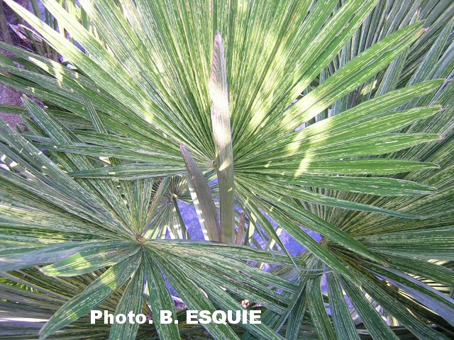 trackycarpus-striata.JPG