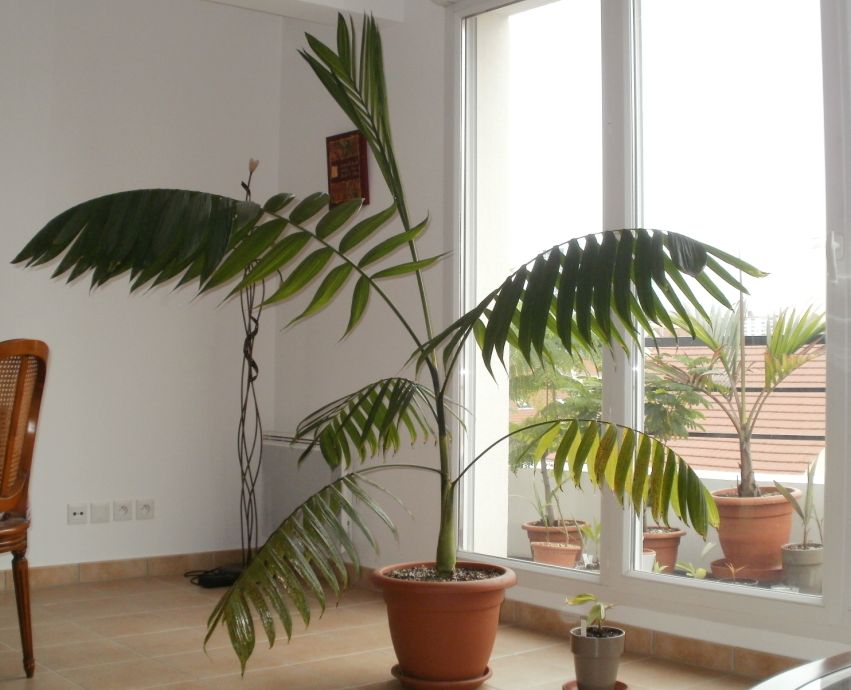 Chamaedorea tepejilote 4 septembre 2011.jpg