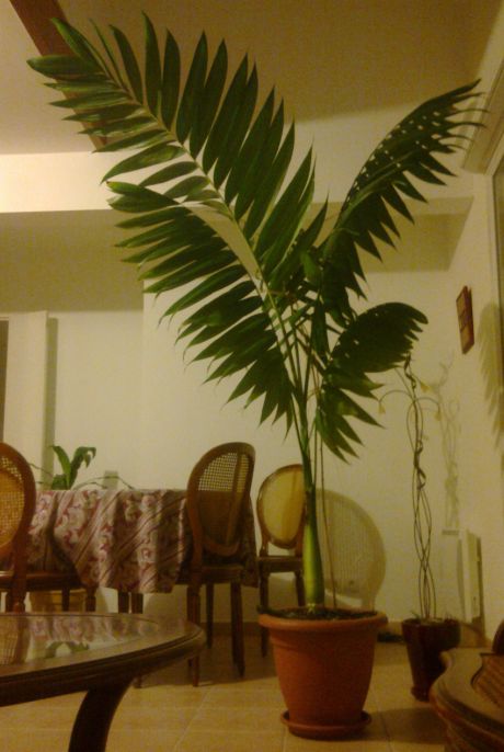 Chamaedorea tepejilote 28 novembre 2011.jpg