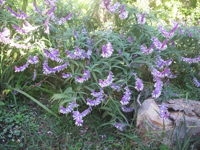 Salvia leucantha type.jpg