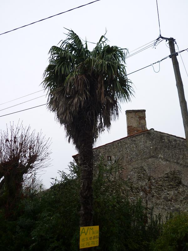 c'est vrai que ces vieux trachys jupons ont une bonne gueule. Cela leur donne un air sauvage, un peu le reflet du Médoc...