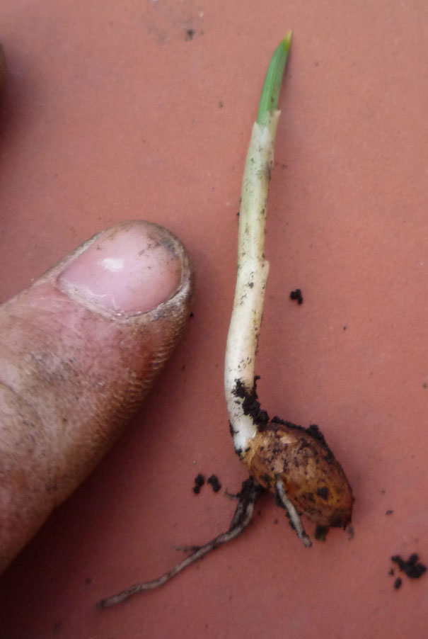 P1000997bis.jpg
