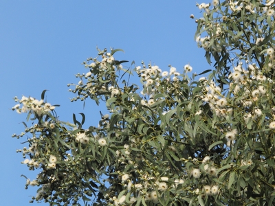 E.globulus, floraison abondante.jpg