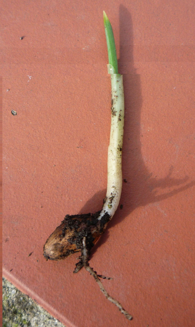 P1000996bis.jpg