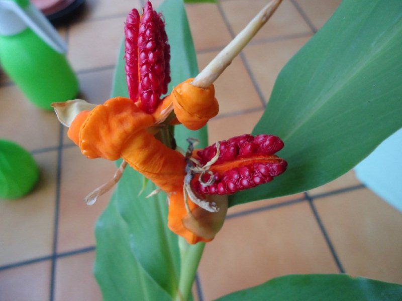 DSC00045 fruits de Hedychium horsfieldii chez Joël.jpg