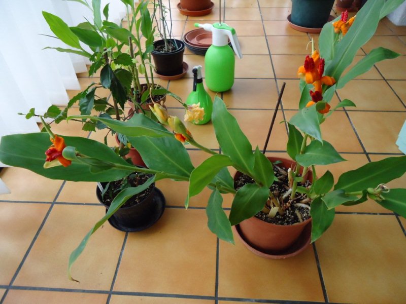 DSC00043 Hedychium horsfieldii 04 12 2011 chez Joël.jpg