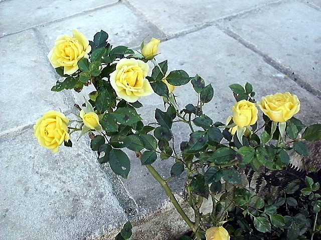 HPIM0273.JPG