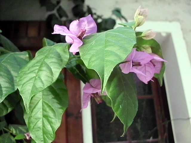 HPIM0275.JPG