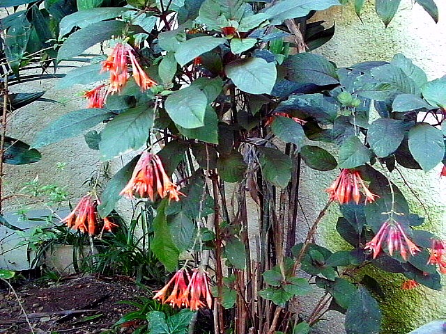 HPIM0279.JPG