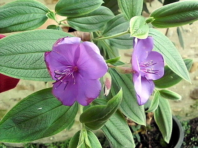 HPIM0280.JPG