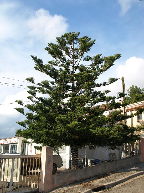 araucaria-bormes1.jpg