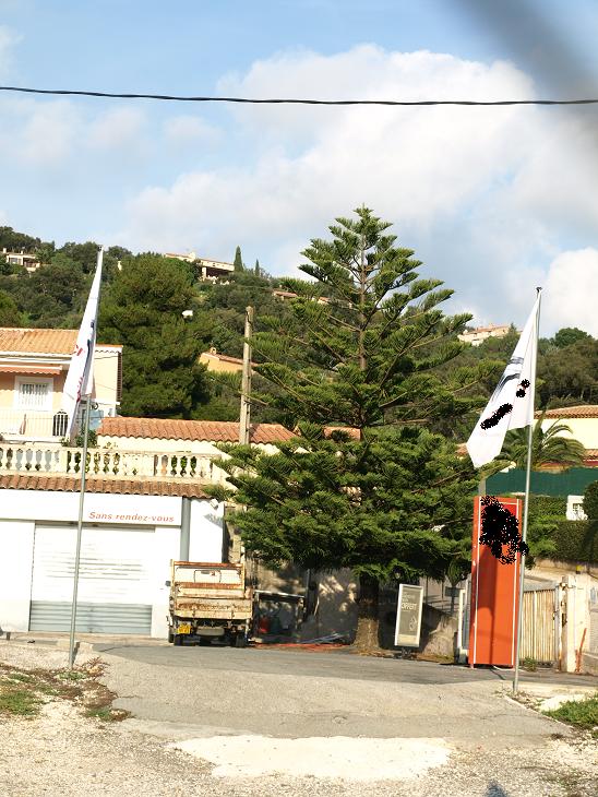 araucaria-bormes2.jpg