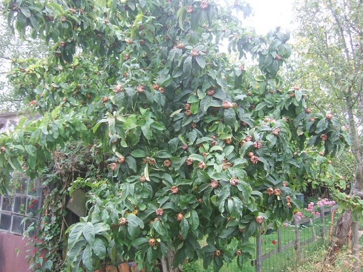 DSCF5691.JPG