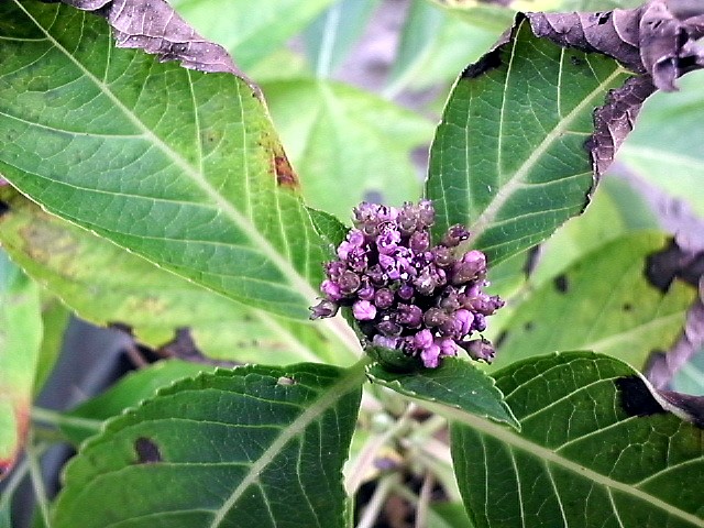 HPIM0290.JPG