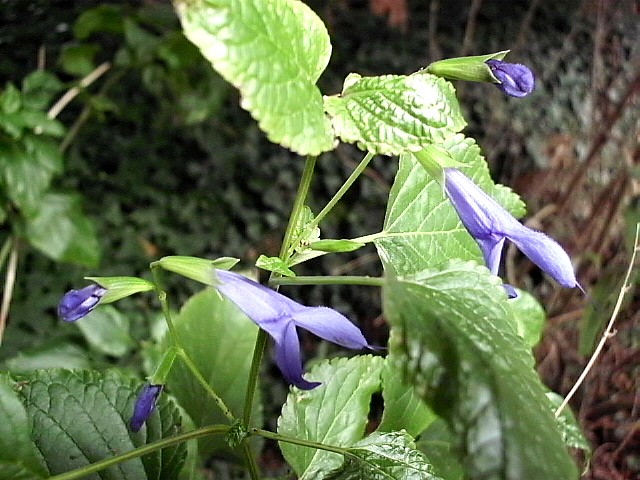 HPIM0288.JPG