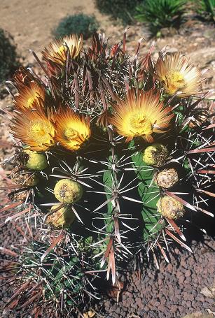 Ferocactus1.jpg