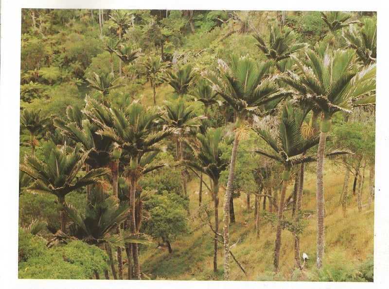 Rhopalostylis &quot;Chatham island&quot; : couronne ouverte.