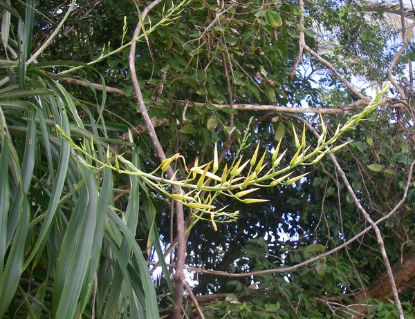 Pitcairnia halophylla Playa Manuel Antonio 0m Costa Rica 2011 551 bis.jpg