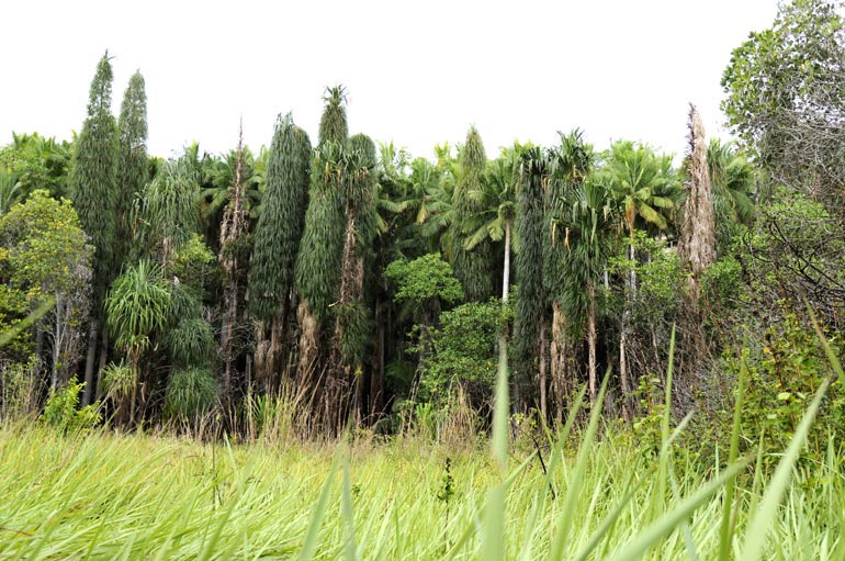 27ForetPalmiers2_Schmitt.jpg