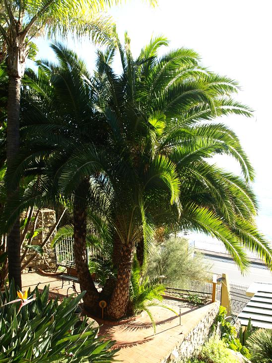 Un hybride de Phoenix (canariensis x reclinata?)