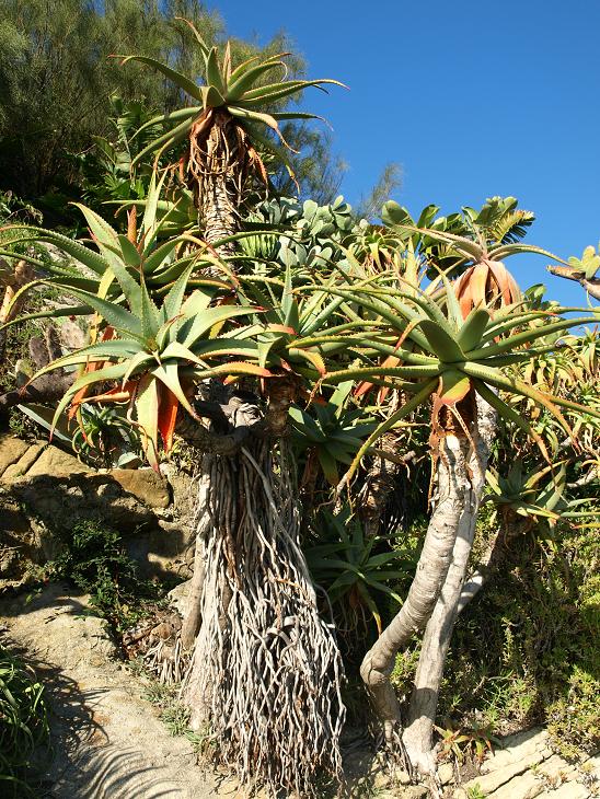 Un aloe avec des racines aériennes