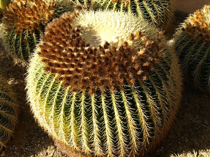 Echinocactus grusonii