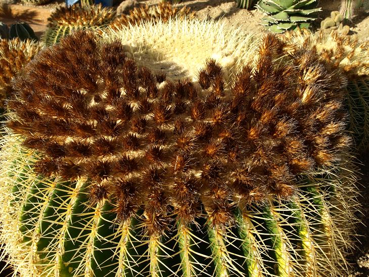 Echinocactus grusonii