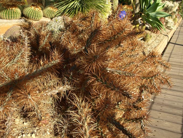 Un cylindropuntia mais lequel? Magnifique spination brune.