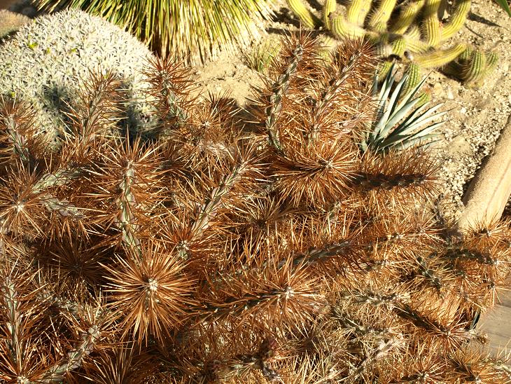 Cylindropuntia à la magnifique spination brune.