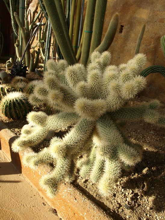 Cylindopuntia bidgelovii?