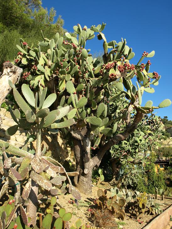 Quelques grandes oponces entourent ce premier abri à succulentes.