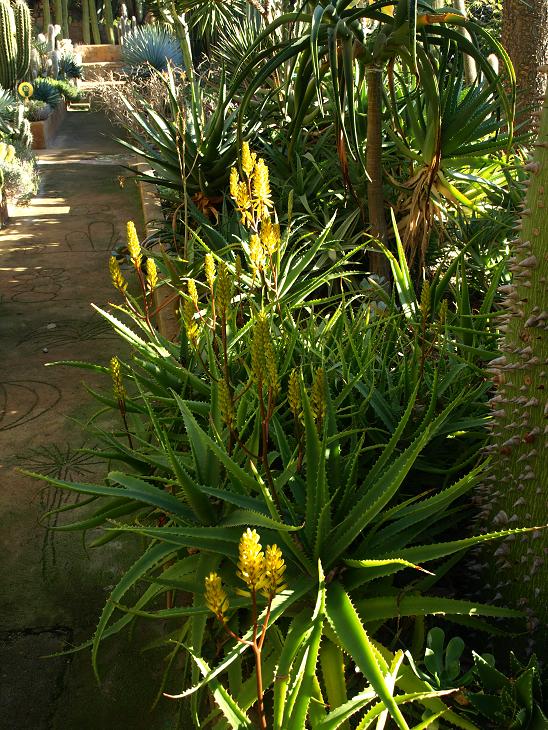 Belle espèce d'aloes