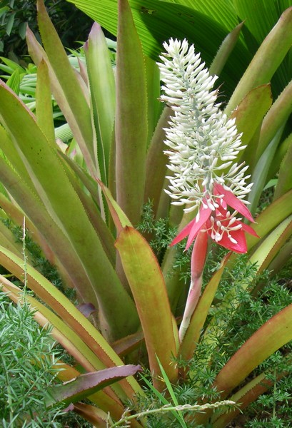 Aechmea bracteata La Paz Catarata 1500m Costa Rica 2011 146 bis.jpg