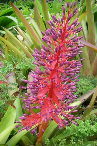 Aechmea La Paz Catarata 1500m Costa Rica 2011 147 bis.jpg