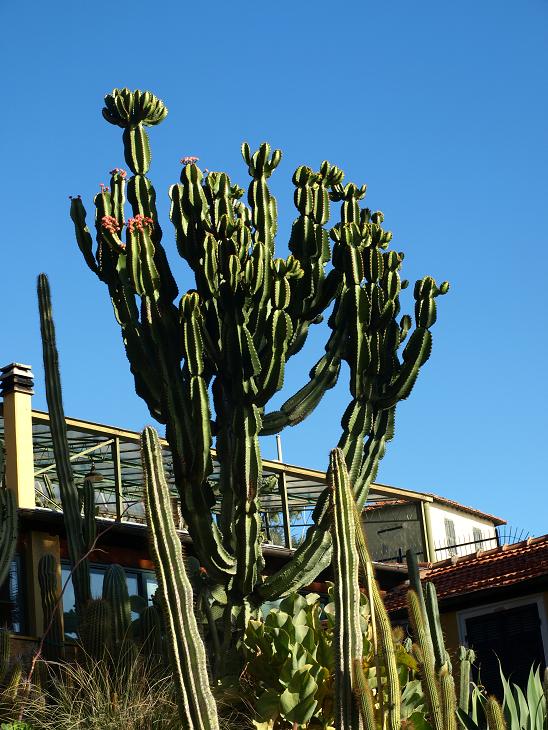 Euphorbia ingens (?)