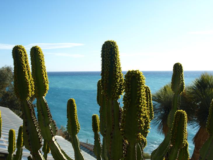 Euphorbia grandidens en floraison!