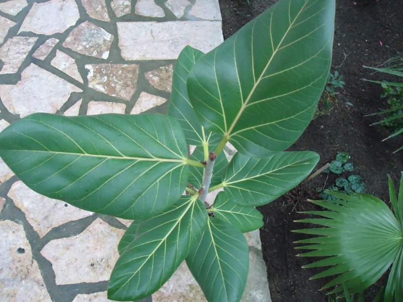 DSC00090 Ficus X.jpg