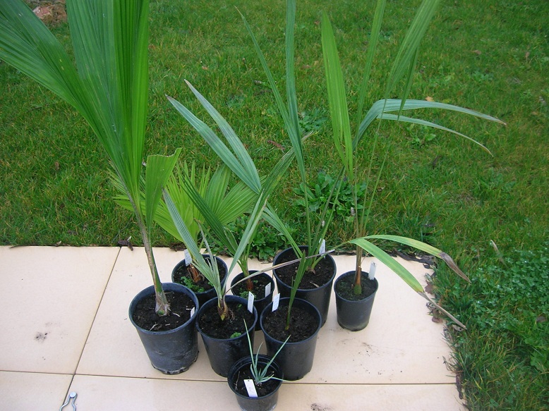 Vue d'ensemble avec butia capitata, sabal palmetto (à droite) et jeune rostrata (en bas)