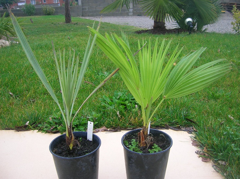 Les deux brahea cousins (armata et edulis)