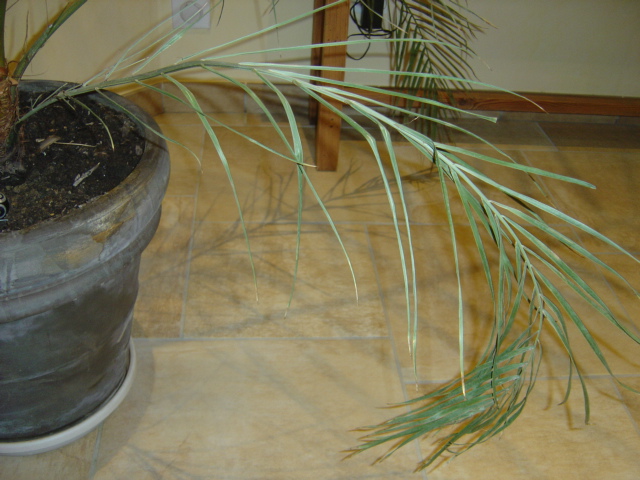 palmier 003.jpg