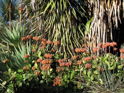 Cotyledon le 1° janvier 2012.jpg