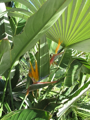 Strelitzia le 1° janvier 2012.jpg