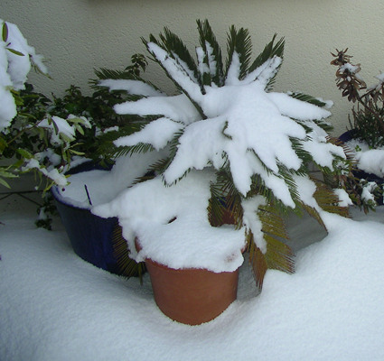 Cicas revoluta et, derrière, Bougainvillea glabra sous la neige. Aucun n'a souffert.