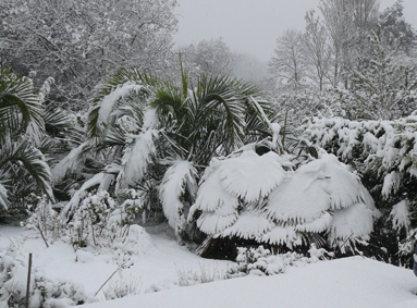Trachycarpus fortunei et Phœnix canariensis sous la neige. Tous ont fleuris normalement au printemps suivant.