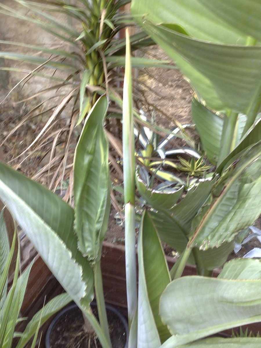 Strelitzia hybride.jpg