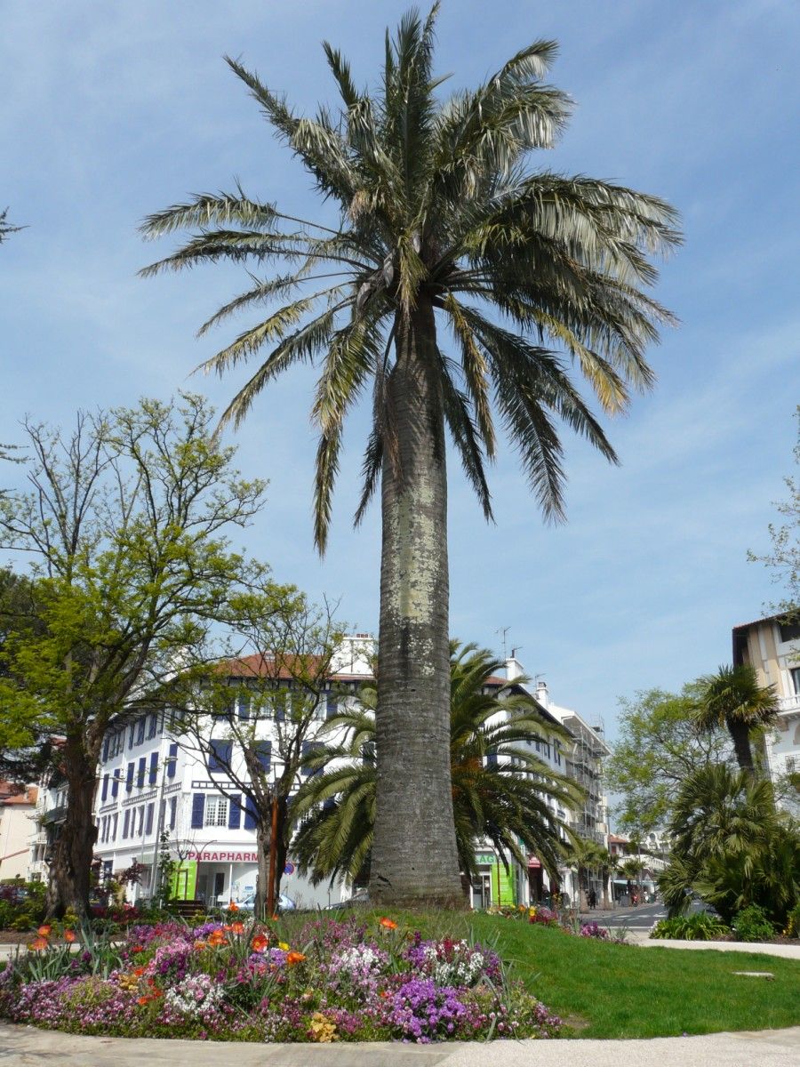 jubea chilensis a hendaye datant d'environ 1905