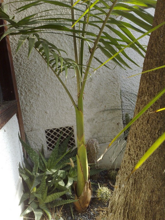 A Illawara hiver12.jpg