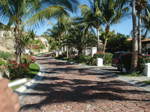 Los Cabos Mexique Baja California<br />en compagnie de phoenix canariensis et de whashingtonia robusta au fond