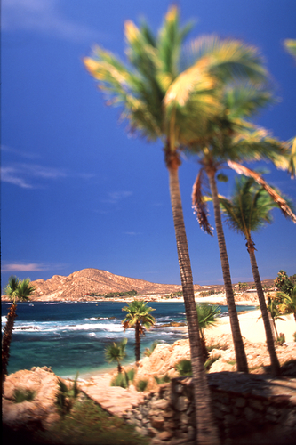 Los Cabos Mexique regarder autour admirez le desert et le ciel bleu mais les cocotiers sont la