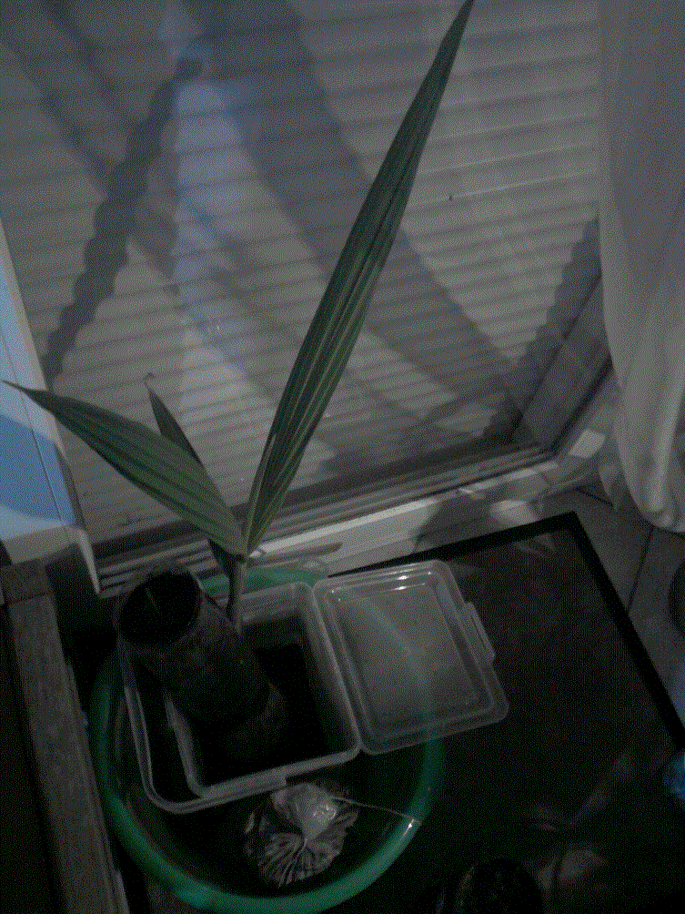coco nucifera var noix du commerce hé oui elles germent!!!!!!!!!!!! <br />voici le mien début de germination aout 2011 ici agé de 4 mois et demi